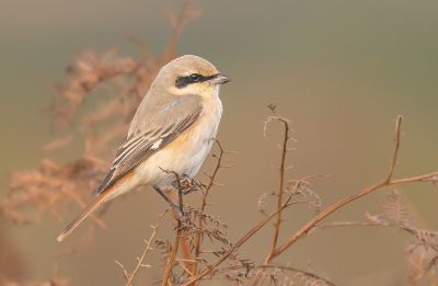 Observer les oiseaux migrateurs en France : les meilleurs spots