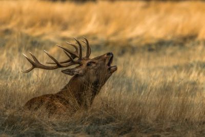 Le brame du cerf : où et quand l’écouter en France ?