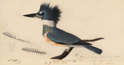 Oiseau martin-pêcheur dessiné par Jean Jacques Audubon
