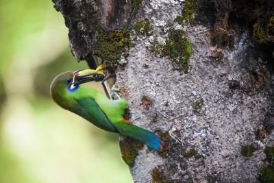 Costa Rica : immersion naturaliste au cœur de la biodiversité