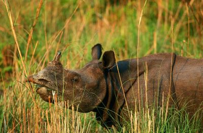 Rhinocéros unicorne en train de se nourrir au milieu de hautes herbes