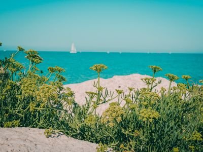 Les fleurs du bord de mer : les pionnières de la vie végétale.