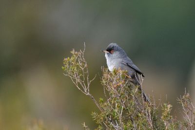 Printemps ornitho avec les nicheurs et migrateurs de Corse