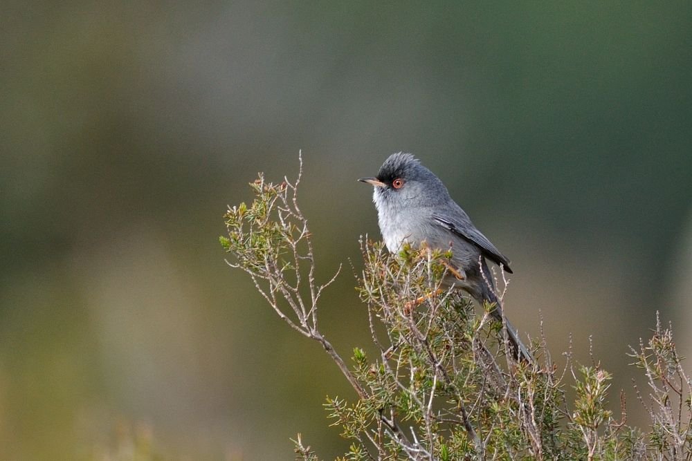 ... et des endémiques