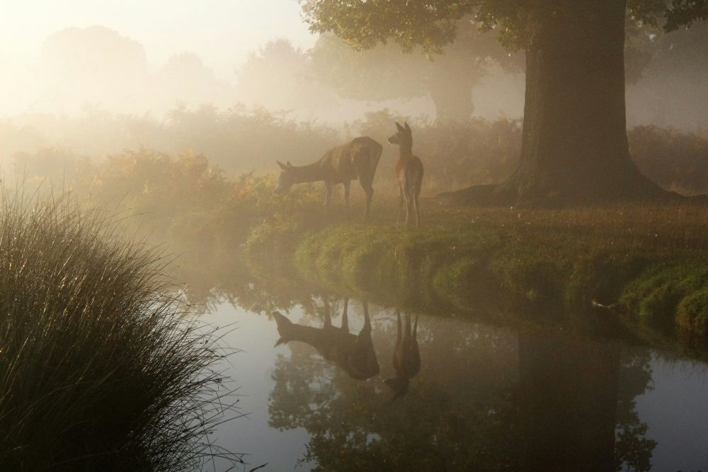 Envie d'écouter le brame du cerf ?
