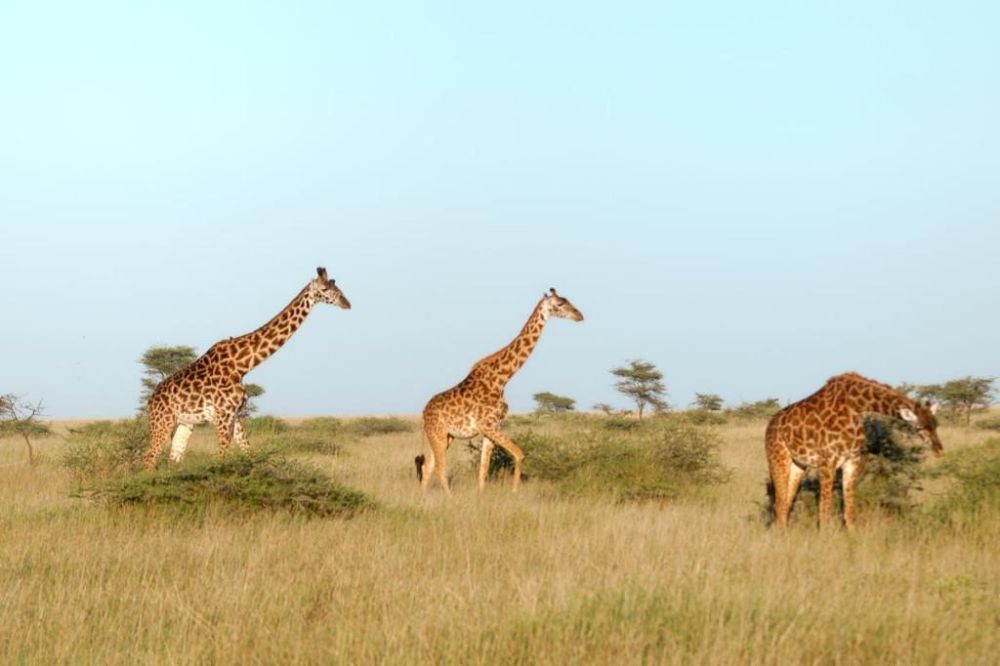 Nos destinations Afrique - &copy; G.David