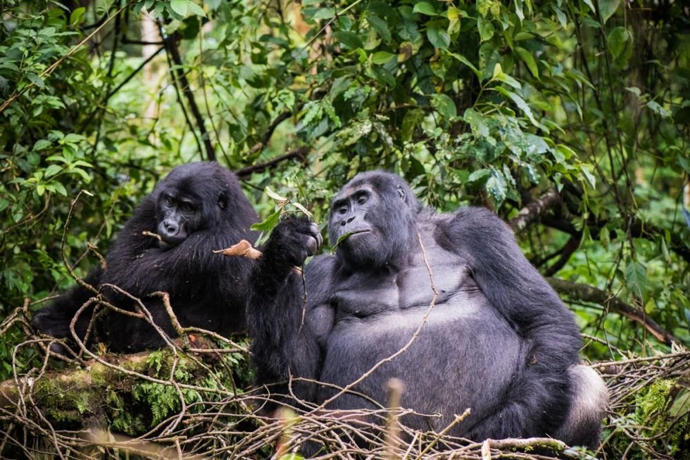 Prolongez ou personnalisez votre voyage nature - &copy; ouganda_sylvain_lefebvre
