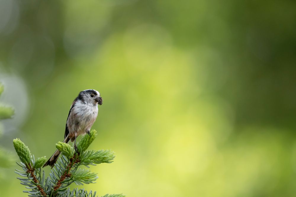 Nos destinations ornithologiques