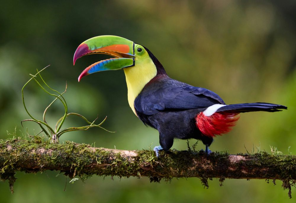 Prolongez ou personnalisez votre voyage nature  au Costa Rica - &copy; zdenek-machacek
