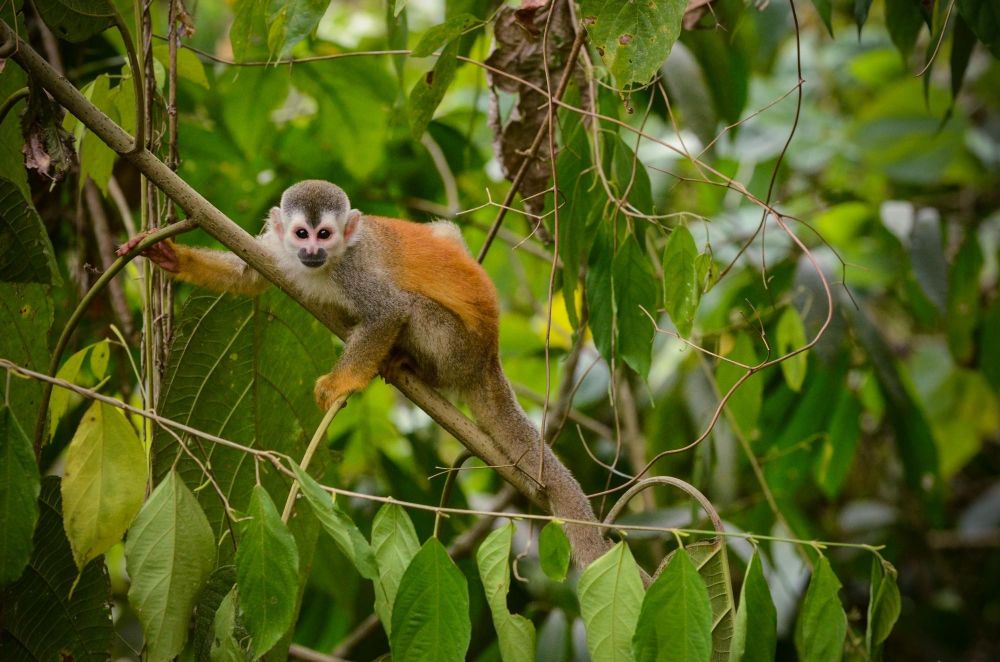 Prêt à vivre un voyage naturaliste au Costa Rica ? - &copy; Sylvain Lefebvre
