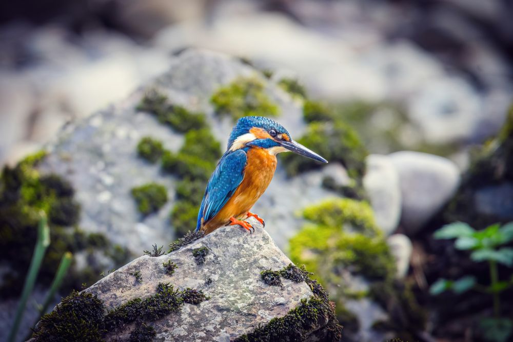 Prêt à vivre un voyage photo au coeur du vivant ? - &copy; Sylvain Lefebvre