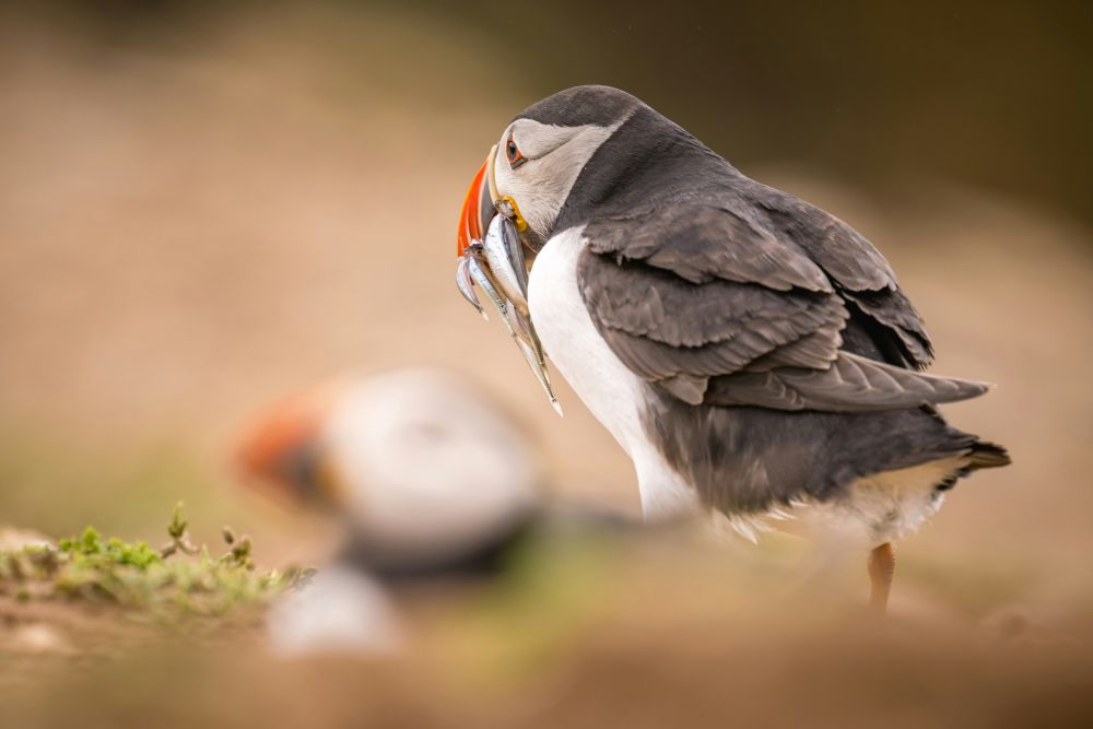 Découvrez nos voyages nature pour observer le macareux