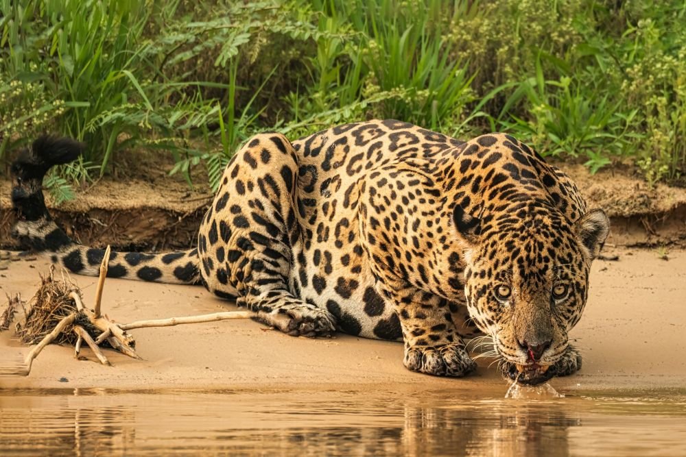Pantanal - &copy; joanne-de-graaff-