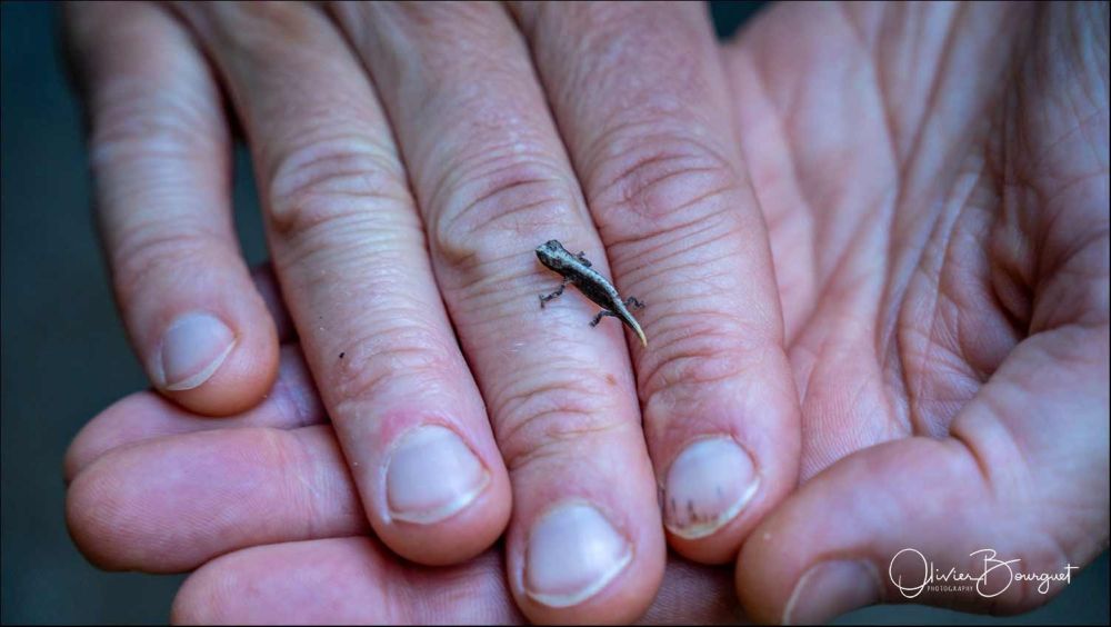 &copy; Olivier Bourguet