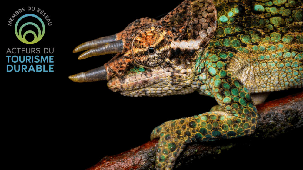 &copy; sylvain Lefebvre