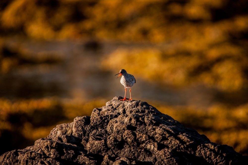 &copy; Islande - S.Leroy