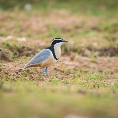Nos séjours Ornithologiques