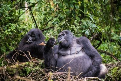 Tourisme Durable - &copy; ouganda_sylvain_lefebvre_2865_72172