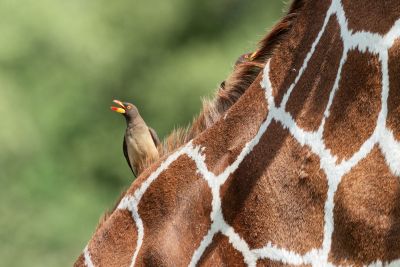 Safaris dans le Maasai Mara au Kenya - &copy; Aurélie Boithias