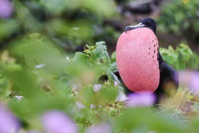 S'initier - A l'ornithologie