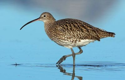 Se former - A l'ornithologie avec un expert