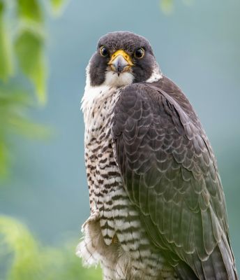 Ornithologie