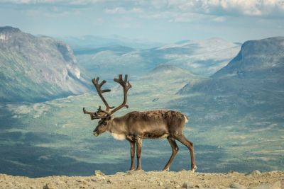 Faune sauvage