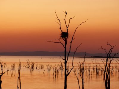 Safari Nature