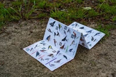 S'initier à l'ornithologie