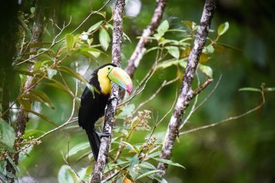 Ornithologie - &copy; Sylvain Lefebvre