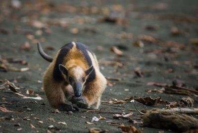 Faune sauvage - &copy; Sylvain Lefebvre