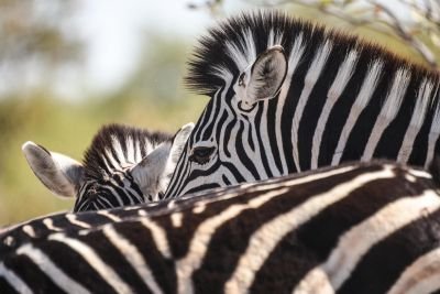 Safari Nature - &copy; Sylvain Lefebvre