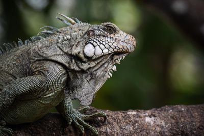 Photo animalière - &copy; Sylvain Lefebvre