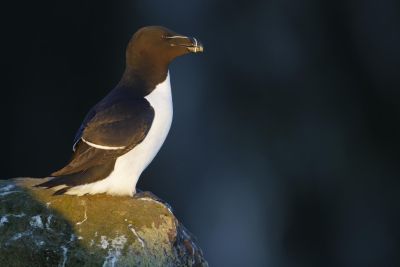 Ornithologie - &copy; Alain Balthazard