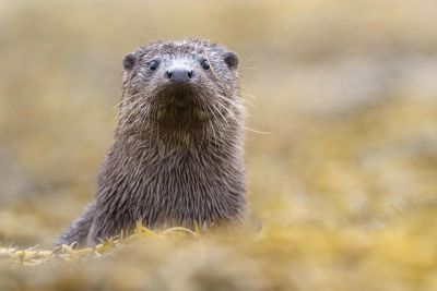 Faune sauvage - &copy; Laurent Cocherel