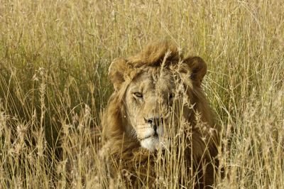 Safari Nature - &copy; Patrick Kientz
