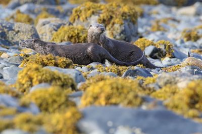 Photo animalière - &copy; Laurent Cocherel
