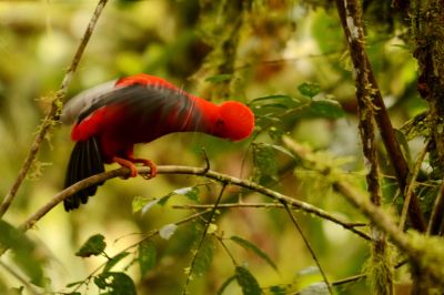 Ornithologie - &copy; equateur_xavier_amigo_4153_71791