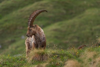 Faune sauvage - &copy; ales-krivec-q1Pr-ZgnpoE-unsplash