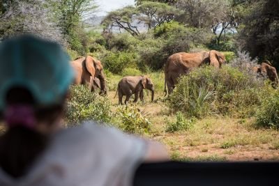 Safari Nature - &copy; kenya_sylvain_lefebvre_2803_73253(1)