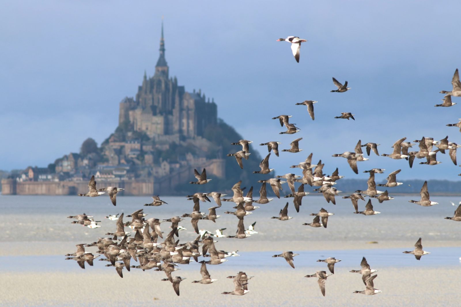 Groupe de bernaches cravants et tadornes de Belon devant le Mont Saint-Michel
