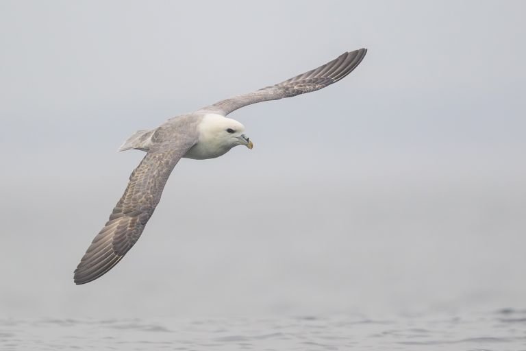 France - A la rencontre des oiseaux des falaises et du littoral Normand