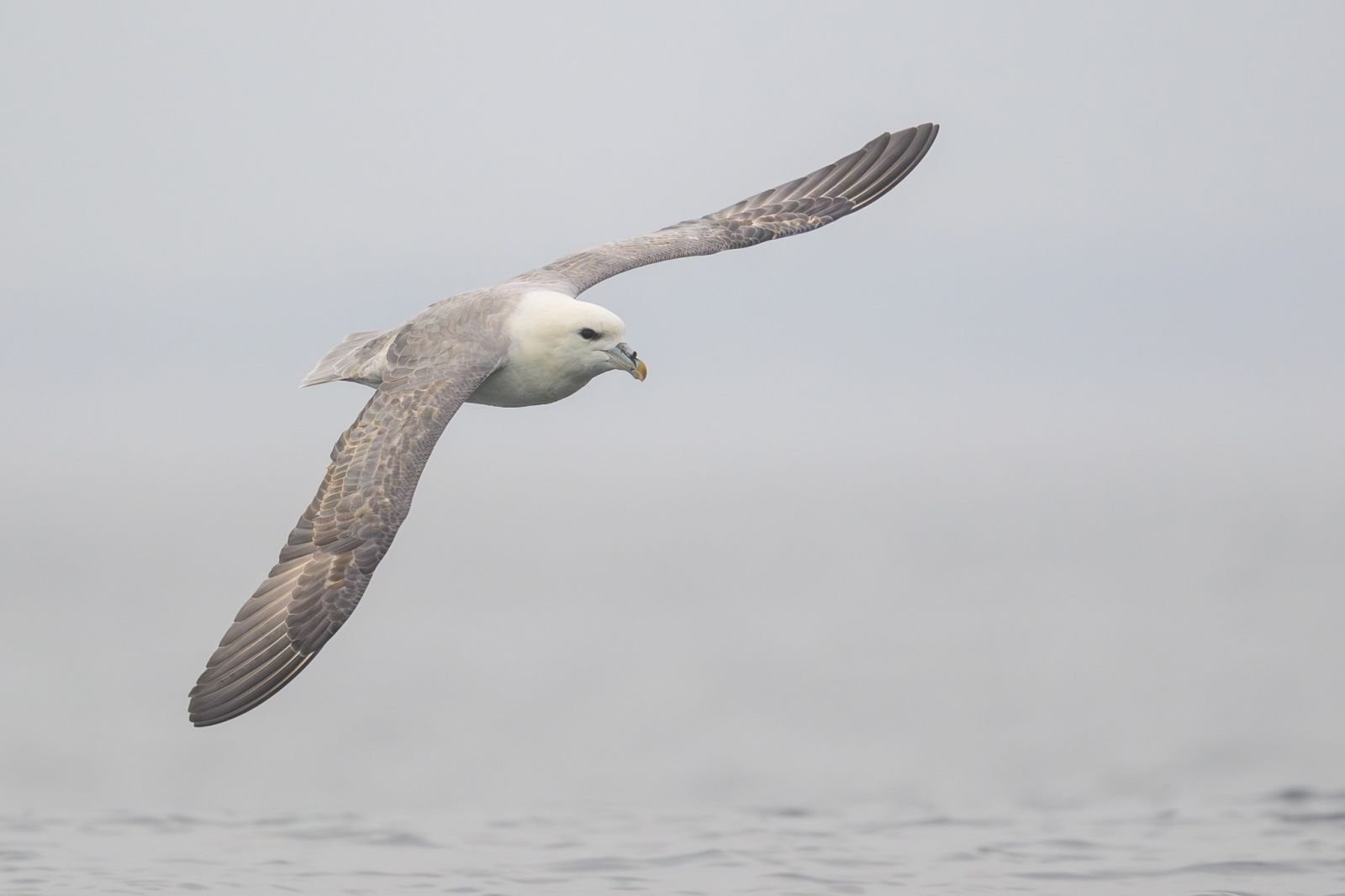 Fulmar boréal