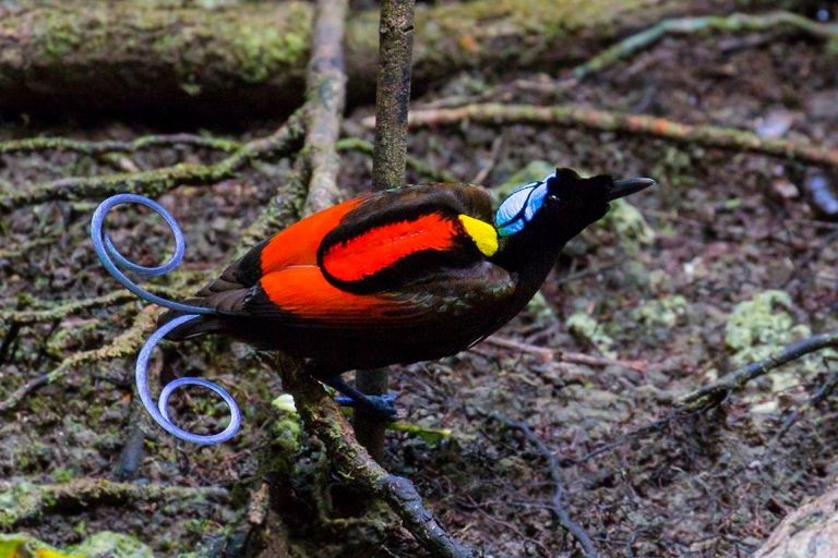 Indonésie - Papouasie Occidentale - Papouasie Occidentale : royaume des paradisiers et d’une avifaune unique