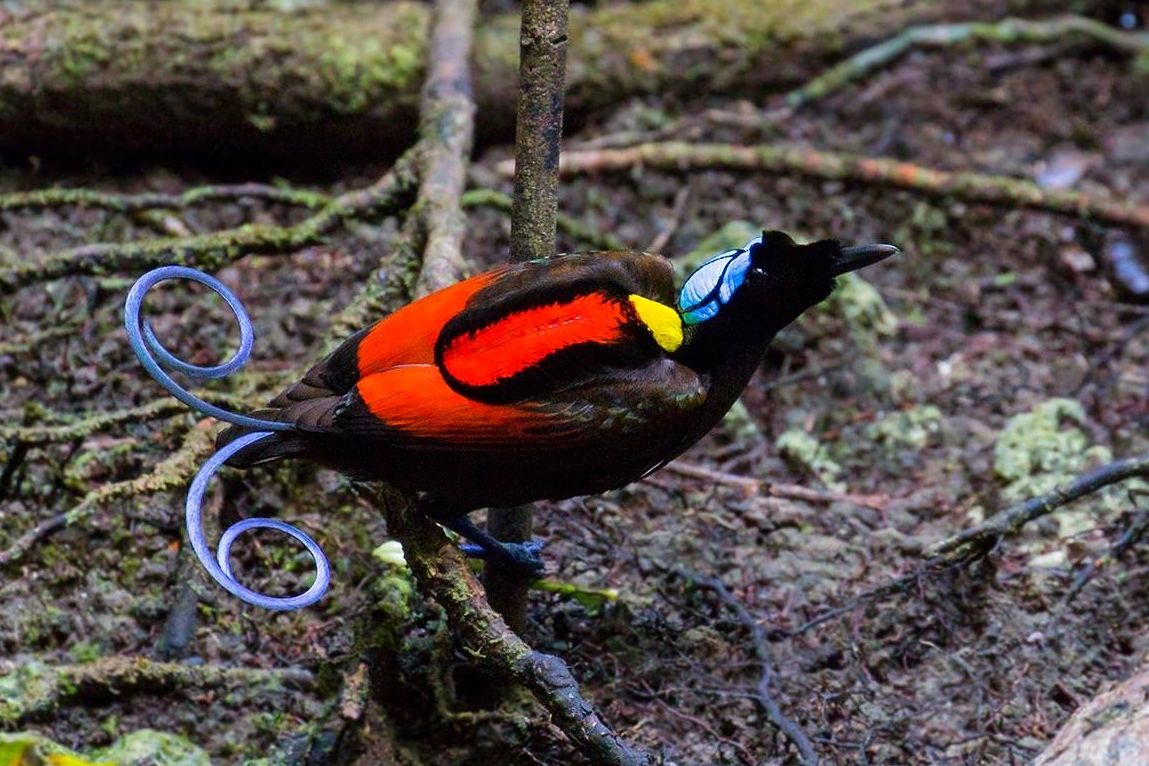 Paradisier républicain