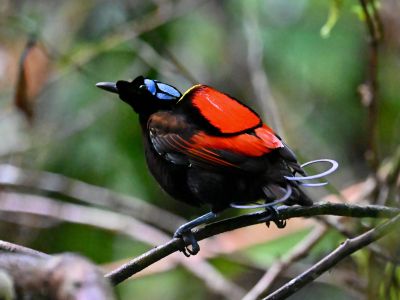 Papouasie Occidentale : royaume des paradisiers et d’une avifaune unique