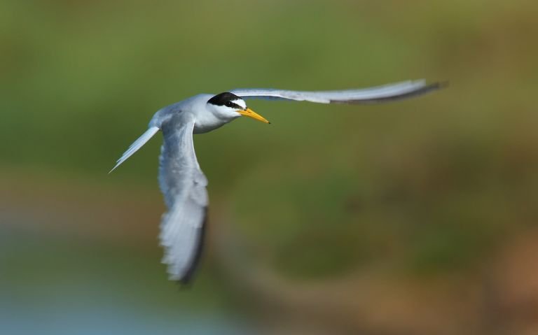 France - La Loire sauvage à vélo