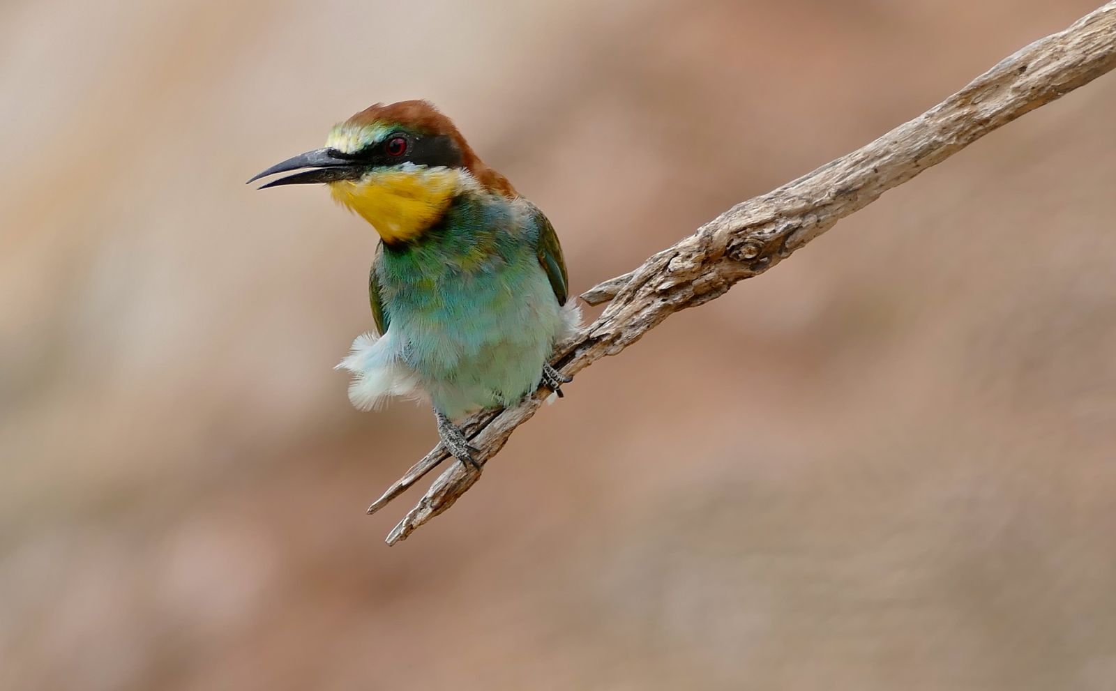 © B.Dupont - Loire sauvage en pays roannais Guêpier d'Europe