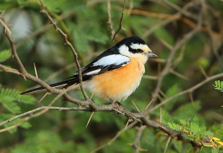Grèce - Voyage ornithologique sur l’île de Lesbos