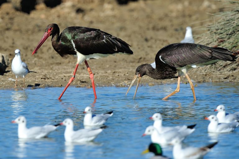 France - Oiseaux migrateurs en Champagne